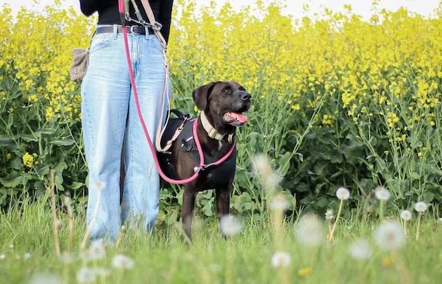 I (Ξ), male 5yo Mixed Breed for adoption at Fellengel in Not e.V., Vaterstetten