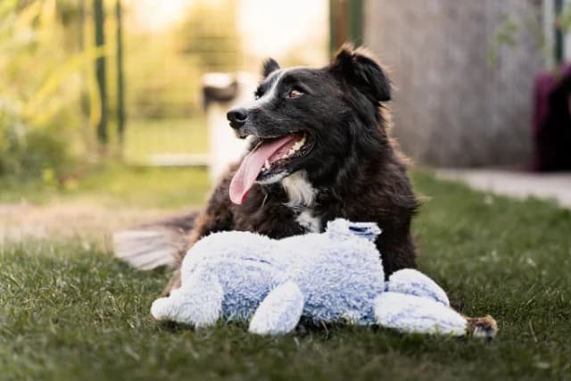 Linda, female 5yo Mixed Breed for adoption at Fellengel in Not e.V., Vaterstetten