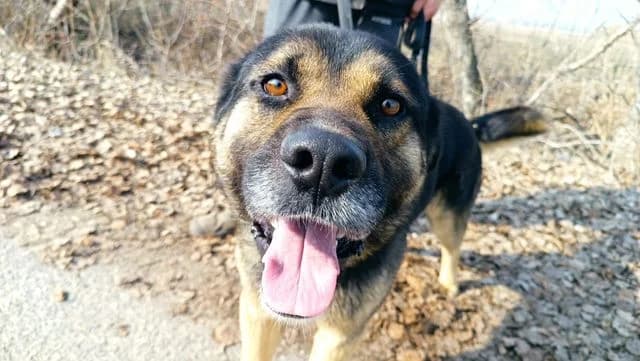 Tilo, male 4yo Mixed Breed for adoption at Fellengel in Not e.V., Vaterstetten