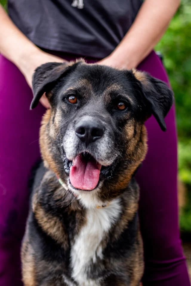 Tilo, male 4yo Mixed Breed for adoption at Fellengel in Not e.V., Vaterstetten