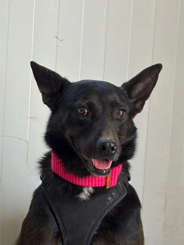 Lomri, female 7yo Mixed Breed for adoption at Fellengel in Not e.V., Vaterstetten