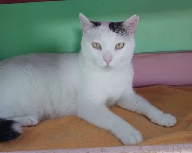 Chionoula, 5yo Mixed Breed for adoption at Fellengel in Not e.V., Vaterstetten