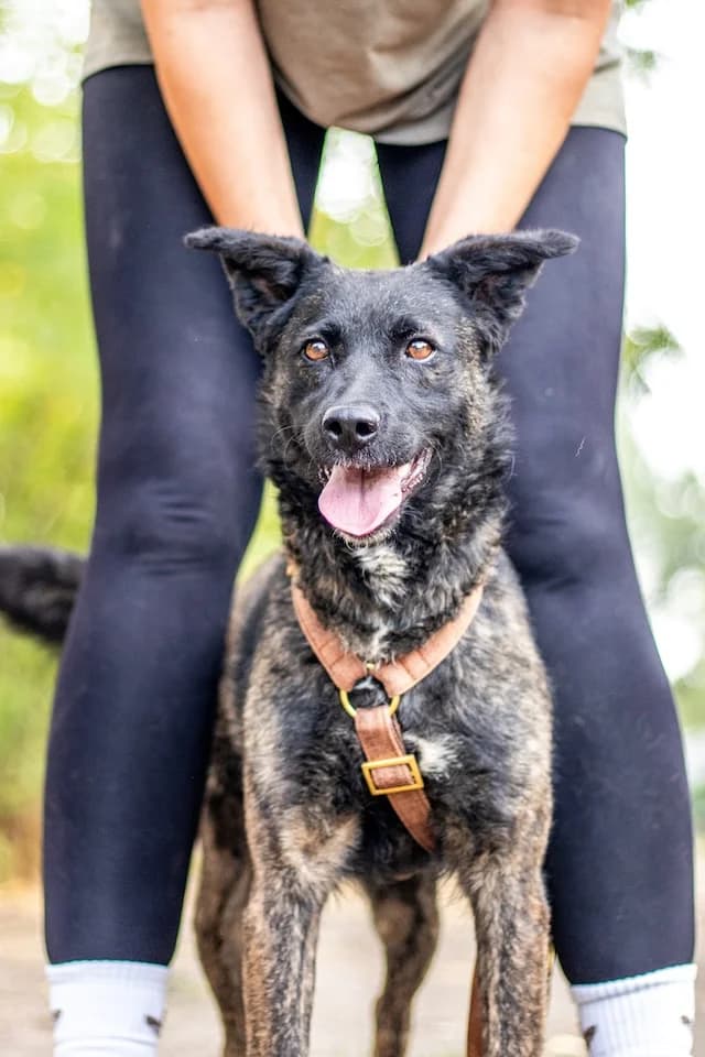 Sissi, female young Mixed Breed for adoption at Fellengel in Not e.V., Vaterstetten