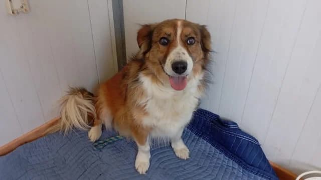 Kylo, male 6yo Mixed Breed for adoption at Fellengel in Not e.V., Vaterstetten