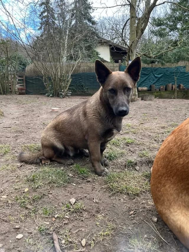 I (Ι), male young Mixed Breed for adoption at Fellengel in Not e.V., Vaterstetten
