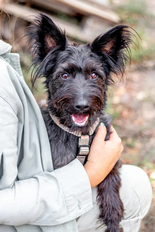 Zorro, male 4yo Mixed Breed for adoption at Fellengel in Not e.V., Vaterstetten