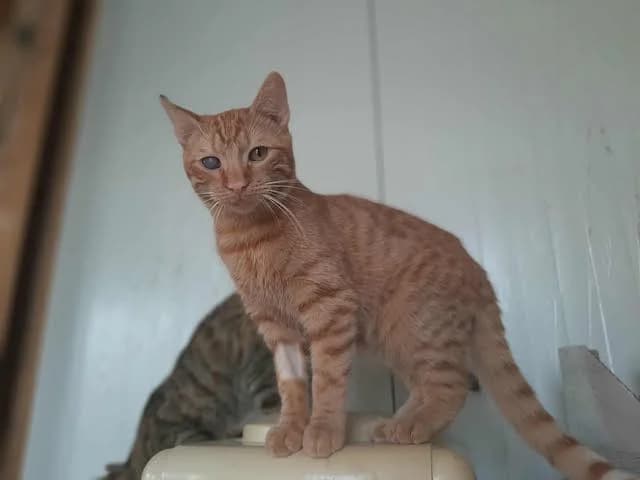 I (Ι), young Mixed Breed for adoption at Fellengel in Not e.V., Vaterstetten