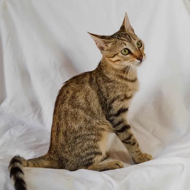 Michaela, young Mixed Breed for adoption at Fellengel in Not e.V., Vaterstetten