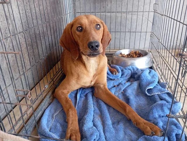 Kanelos, male young Mixed Breed for adoption at Fellengel in Not e.V., Vaterstetten