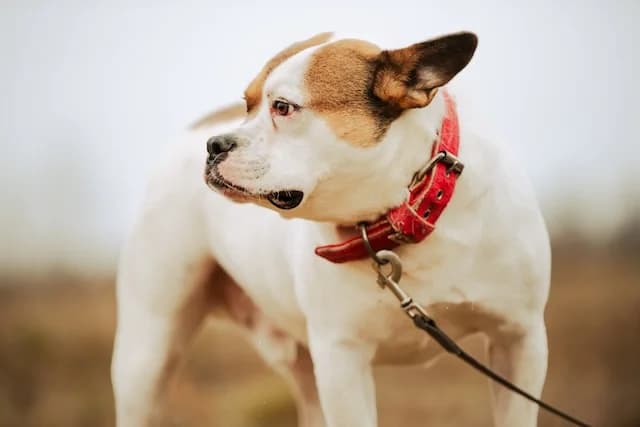 Töfi, male 3yo Mixed Breed for adoption at Fellengel in Not e.V., Vaterstetten