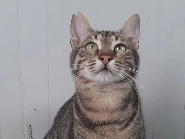 Mecki, young Mixed Breed for adoption at Fellengel in Not e.V., Vaterstetten