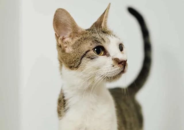 Despina, young Mixed Breed for adoption at Fellengel in Not e.V., Vaterstetten