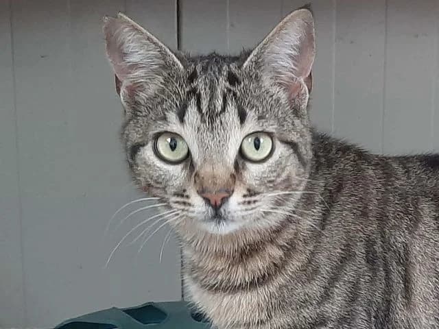 Maple, young Mixed Breed for adoption at Fellengel in Not e.V., Vaterstetten