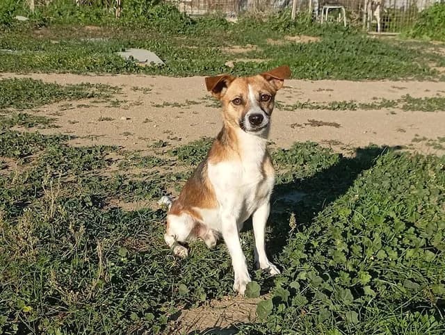 I (Ι), male 3yo Mixed Breed for adoption at Fellengel in Not e.V., Vaterstetten