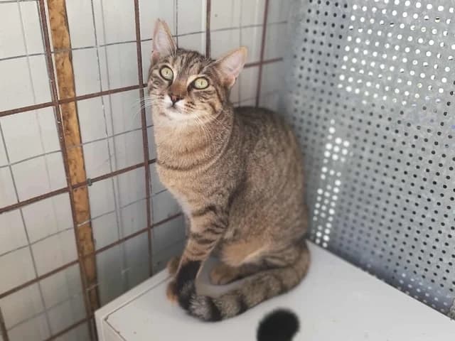 Tara, young Mixed Breed for adoption at Fellengel in Not e.V., Vaterstetten