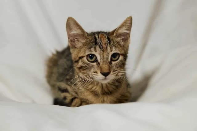 Mango, young Mixed Breed for adoption at Fellengel in Not e.V., Vaterstetten