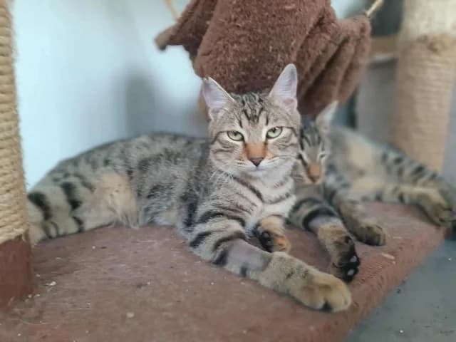 Tiger, young Mixed Breed for adoption at Fellengel in Not e.V., Vaterstetten