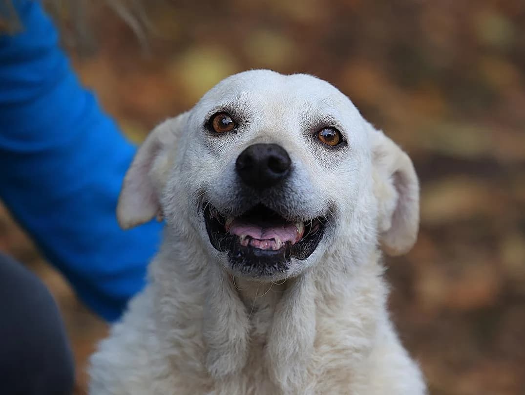 Bibi, female Mixed Breed for adoption at Fellfreunde e.V., Solingen
