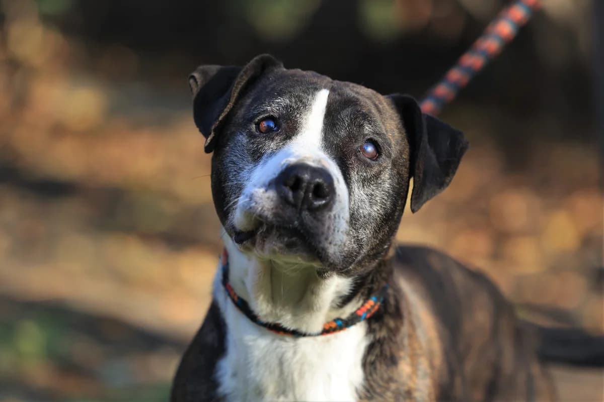 Frieda – sucht ein Zuhause außerhalb von Deutschland, female Mixed Breed for adoption at Fellfreunde e.V., Solingen