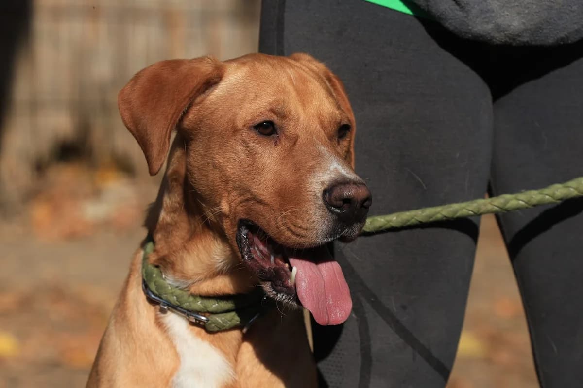 Murphy, male Mixed Breed for adoption at Fellfreunde e.V., Solingen