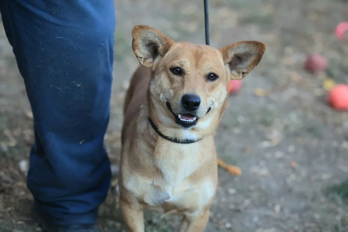 Charly, male Mixed Breed for adoption at Fellfreunde e.V., Solingen