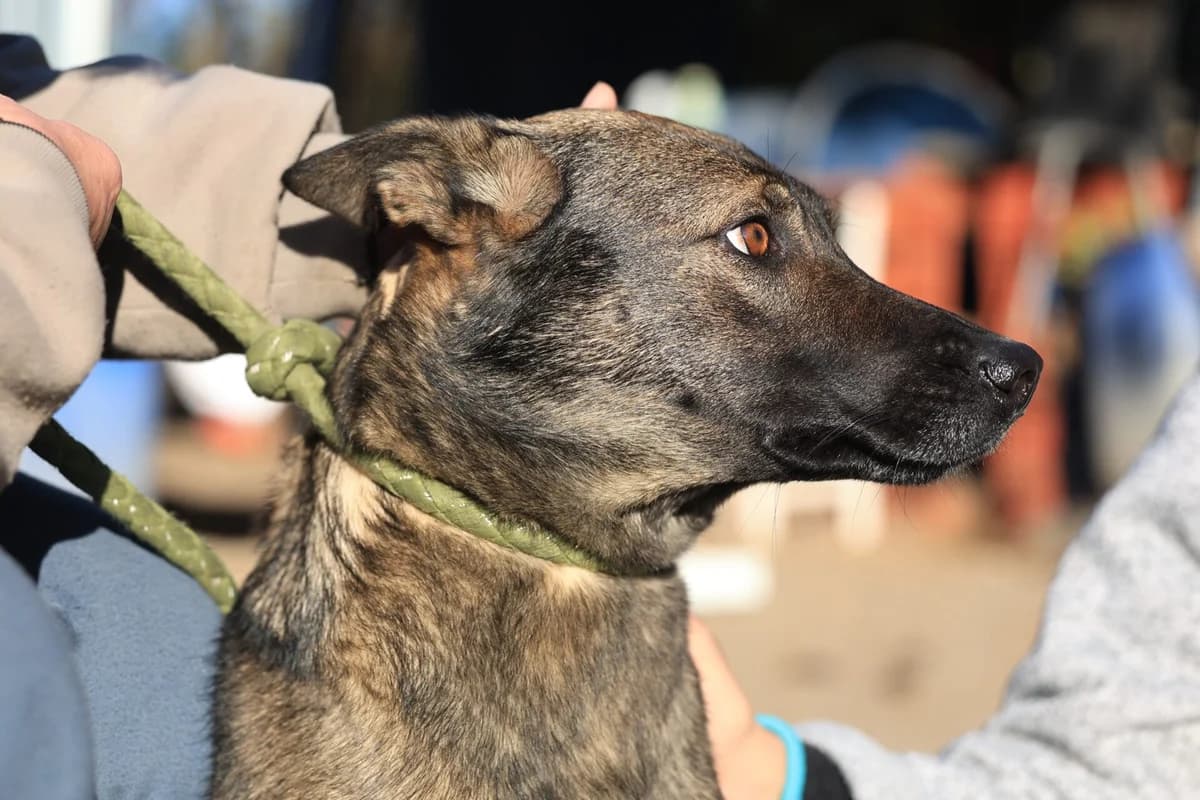 Anya, female puppy Mixed Breed for adoption at Fellfreunde e.V., Solingen