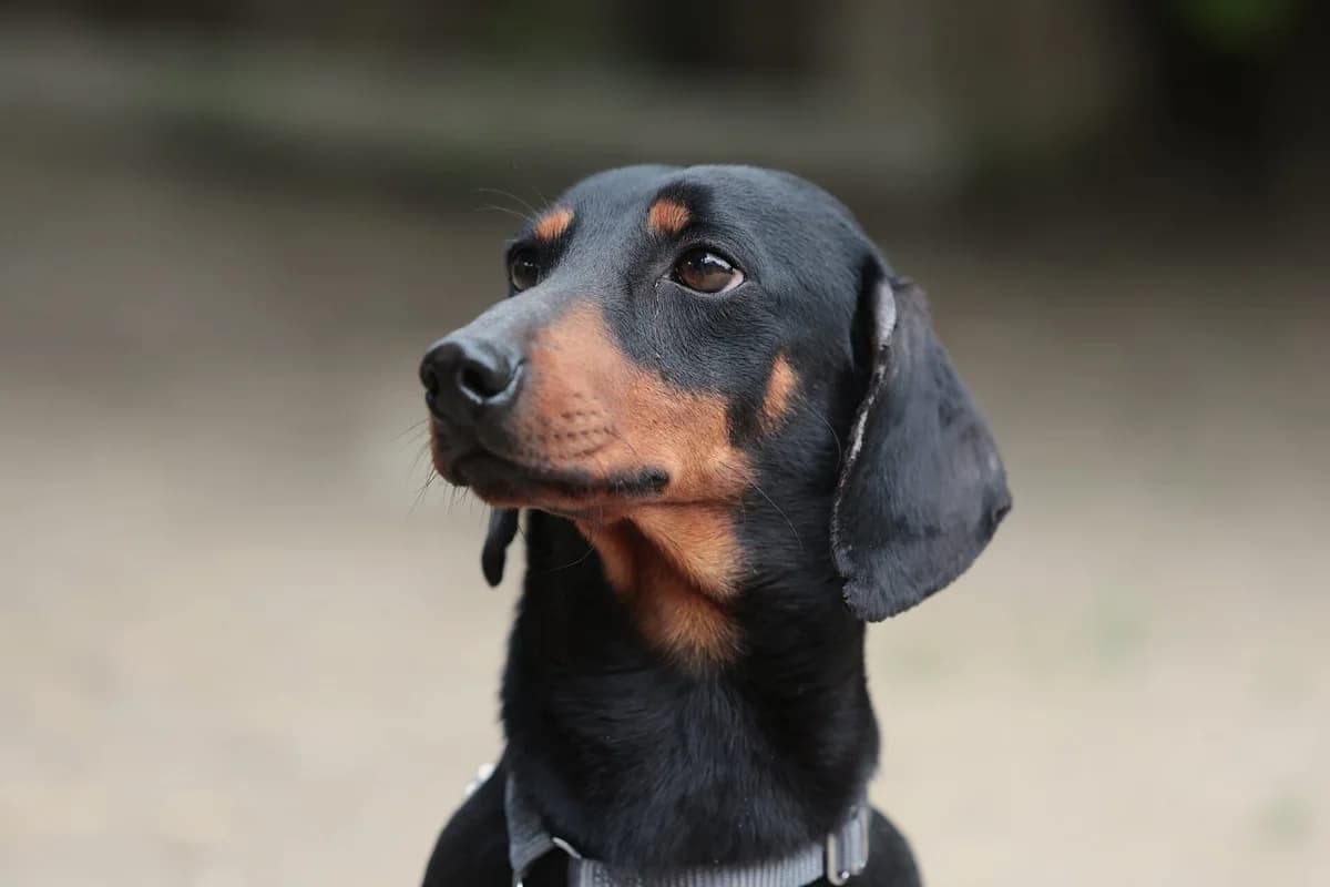 TΓΌcsΓΆk β Angsthund sucht besondere Menschen, male Mixed Breed for adoption at Fellfreunde e.V., Solingen