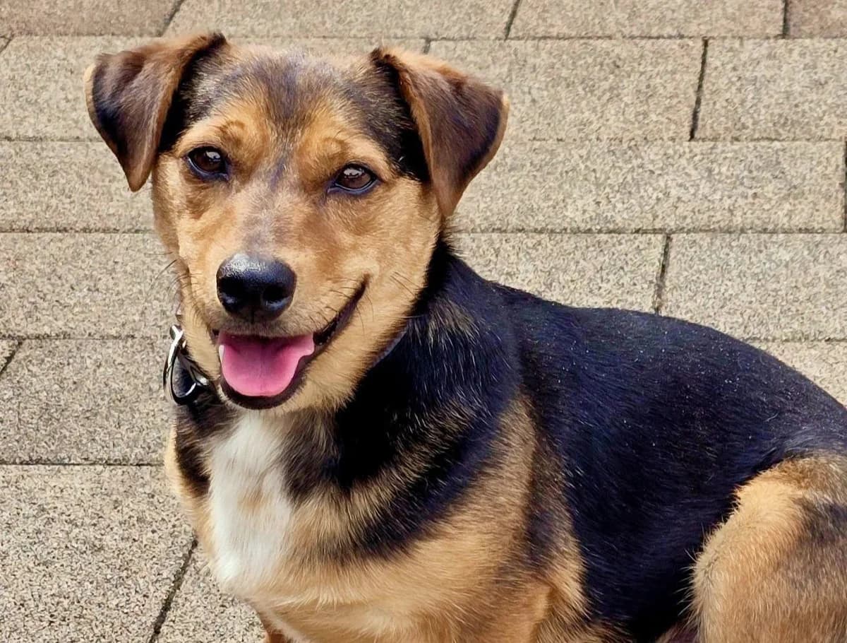Janosh –, male Mixed Breed for adoption at Fellfreunde e.V., Solingen