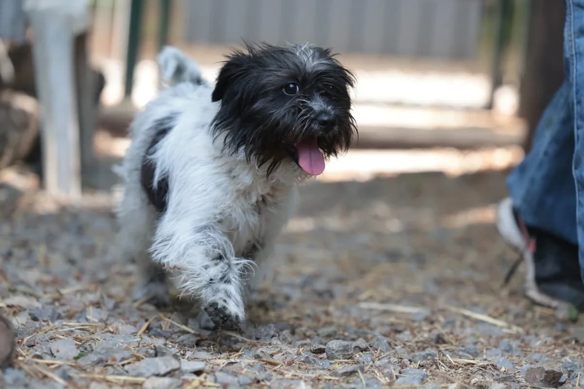 Duffy – reserviert, male Mixed Breed for adoption at Fellfreunde e.V., Solingen