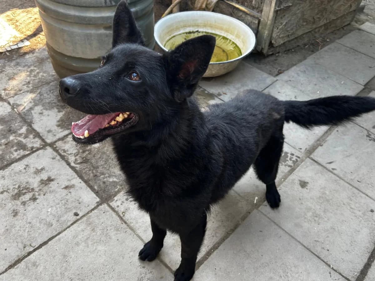 Dodo, male Mixed Breed for adoption at Fellfreunde e.V., Solingen