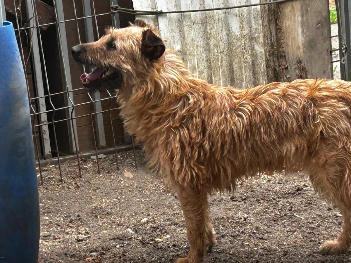Fibi, female Mixed Breed for adoption at Fellfreunde e.V., Solingen