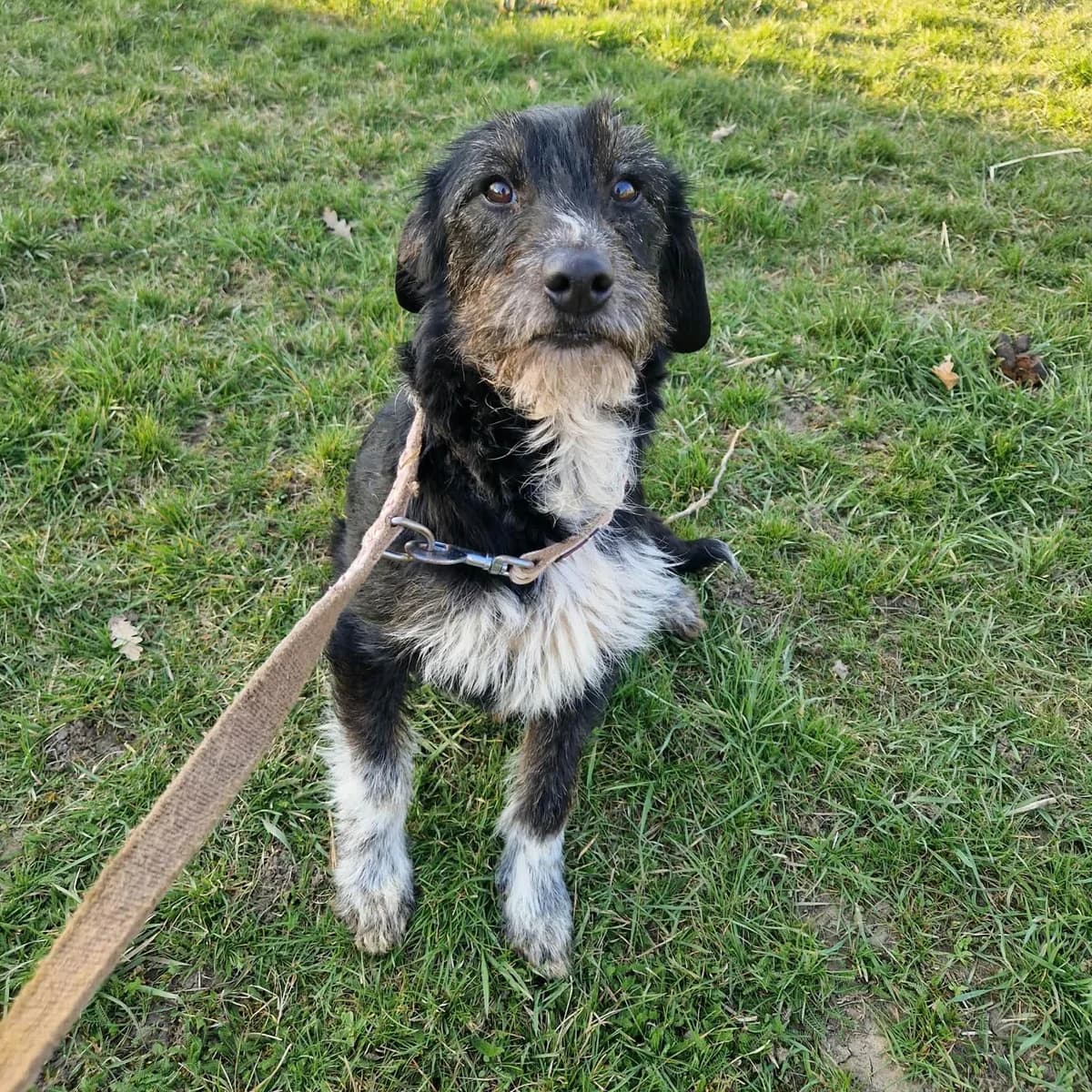 Pixie, female Mixed Breed for adoption at Fellfreunde e.V., Solingen