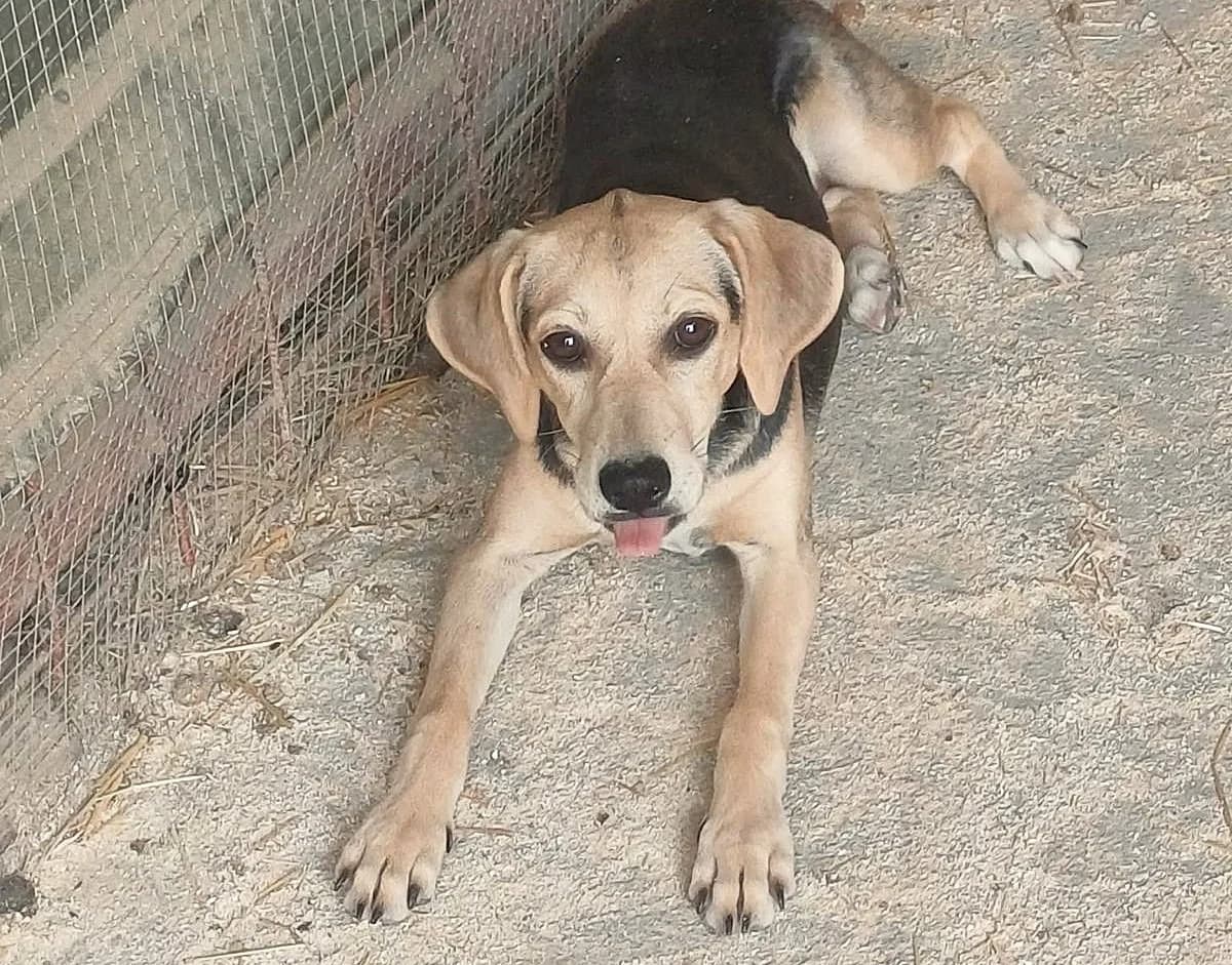 Penny, puppy Mixed Breed for adoption at Fellfreunde e.V., Solingen