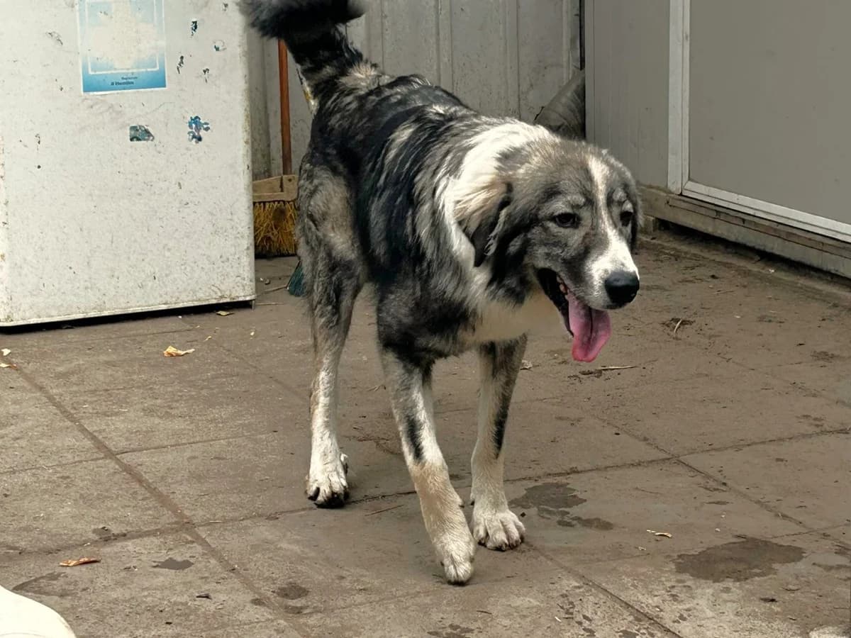 Fleur, female Mixed Breed for adoption at Fellfreunde e.V., Solingen