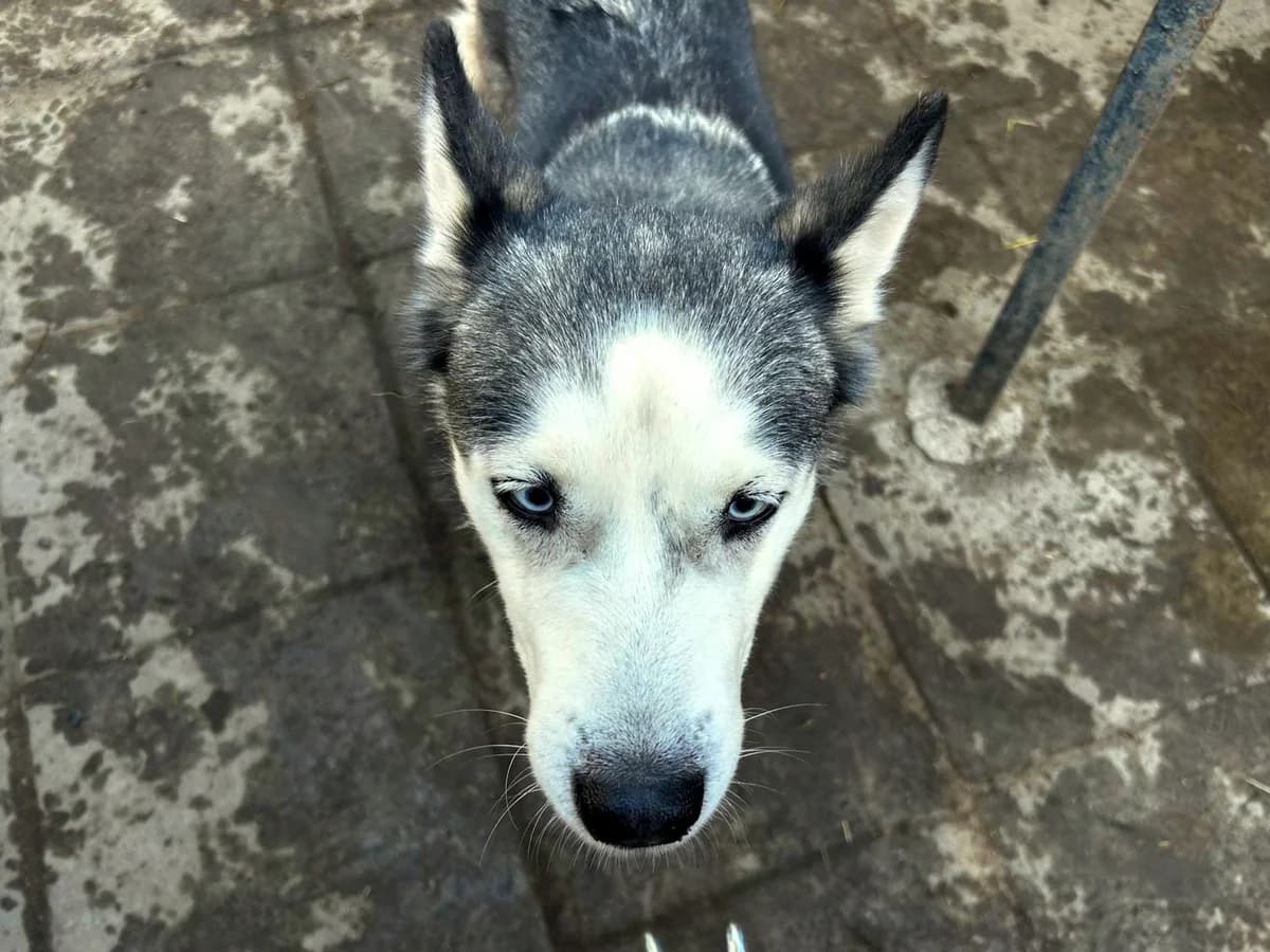 Freya, female senior Mixed Breed for adoption at Fellfreunde e.V., Solingen