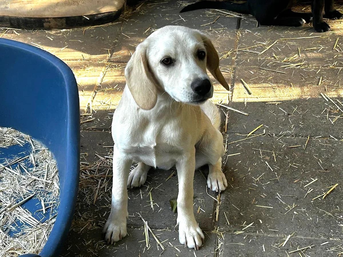 Snoopy, female puppy Mixed Breed for adoption at Fellfreunde e.V., Solingen