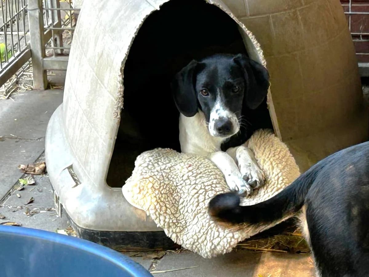 Lissy, female puppy Mixed Breed for adoption at Fellfreunde e.V., Solingen