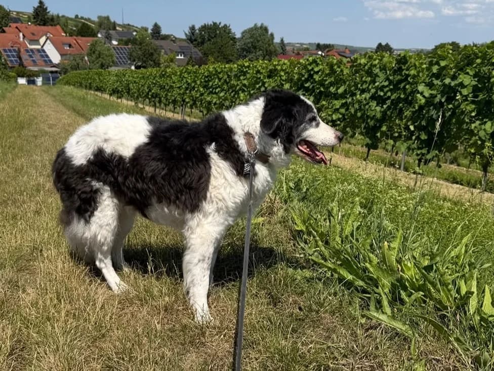 Miki –, male senior Mixed Breed for adoption at Fellfreunde e.V., Solingen