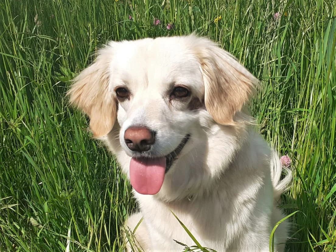 Finja – wartet in Düsseldorf auf ihre Menschen, female Mixed Breed for adoption at Fellfreunde e.V., Solingen