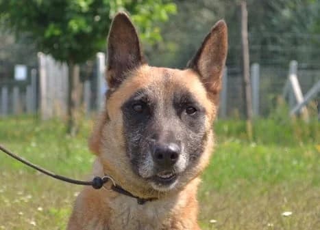 Ledy – Patin gefunden, female Mixed Breed for adoption at Fellfreunde e.V., Solingen