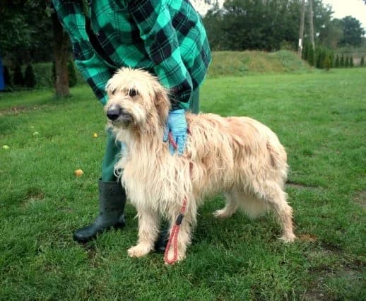 Afgan, male 6yo Mixed Breed for adoption at Fellgesichter in Not e.V., Lotte