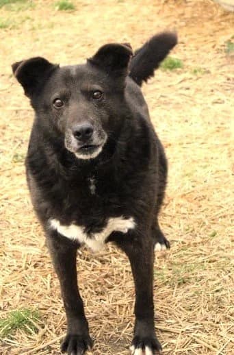 Aleks - Ausreise in Vorbereitung, male senior Mixed Breed for adoption at Fellgesichter in Not e.V., Lotte