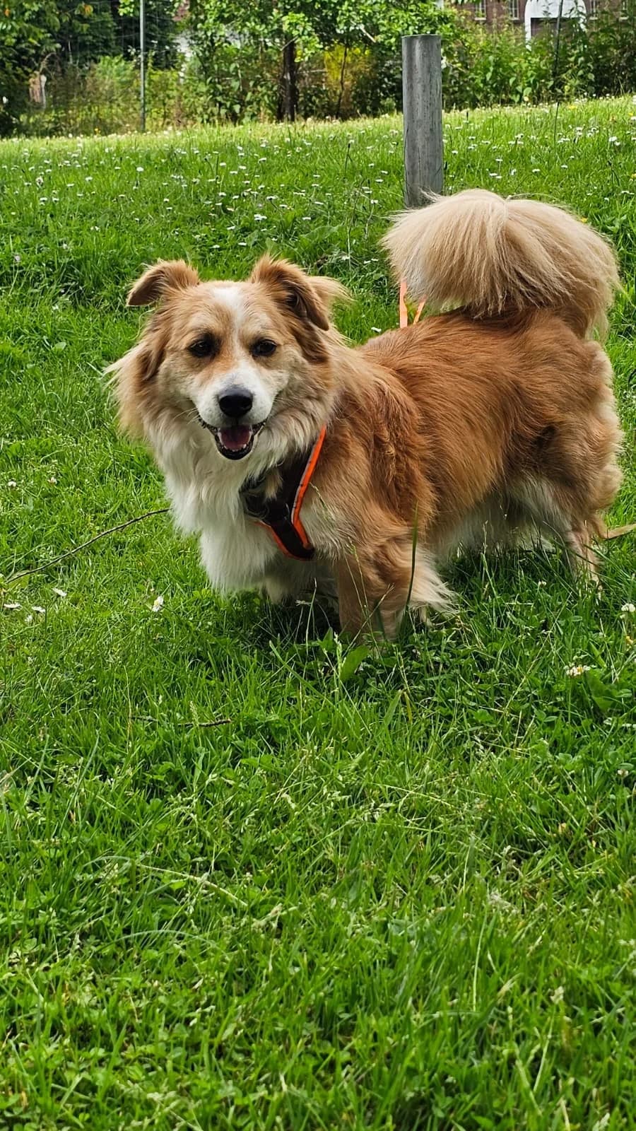 Baxter, male 6yo Mixed Breed for adoption at Fellgesichter in Not e.V., Lotte