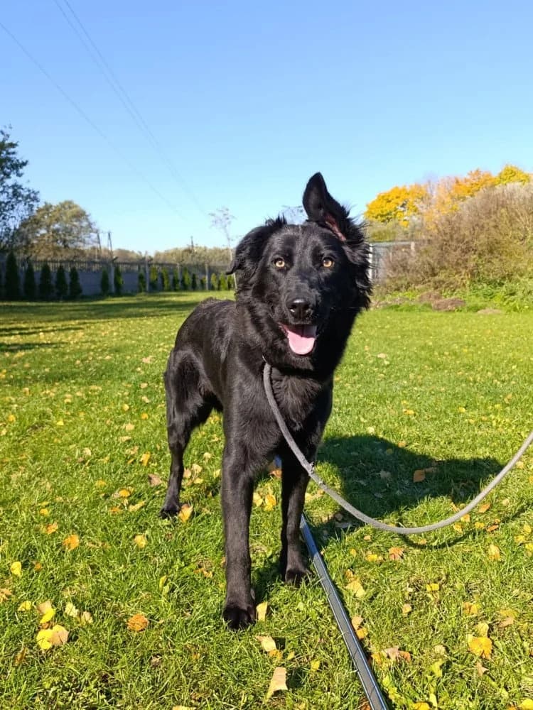 Bellatrix - noch in Polen, female young Mixed Breed for adoption at Fellgesichter in Not e.V., Lotte