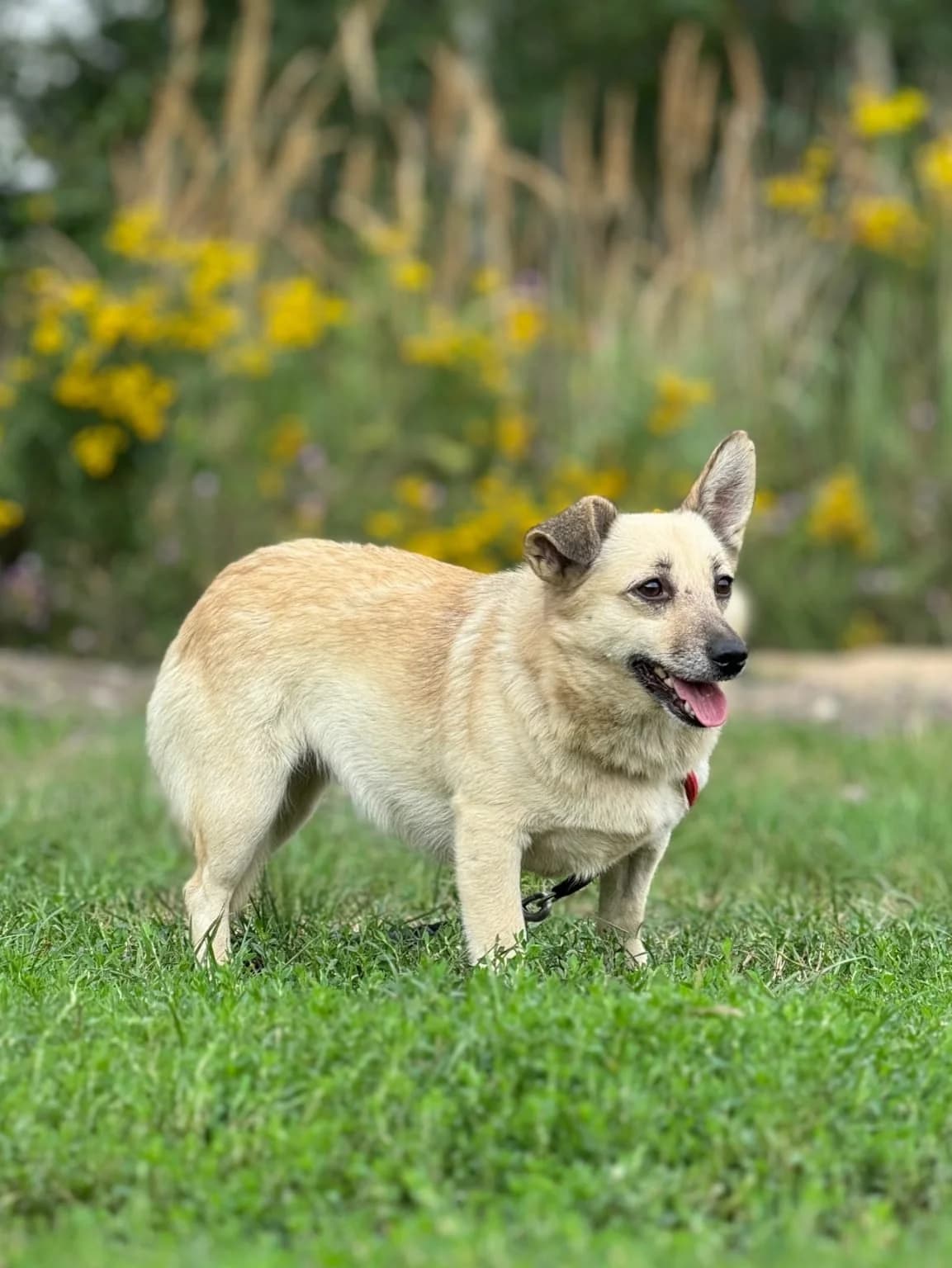 Berlinka, female senior Mixed Breed for adoption at Fellgesichter in Not e.V., Lotte
