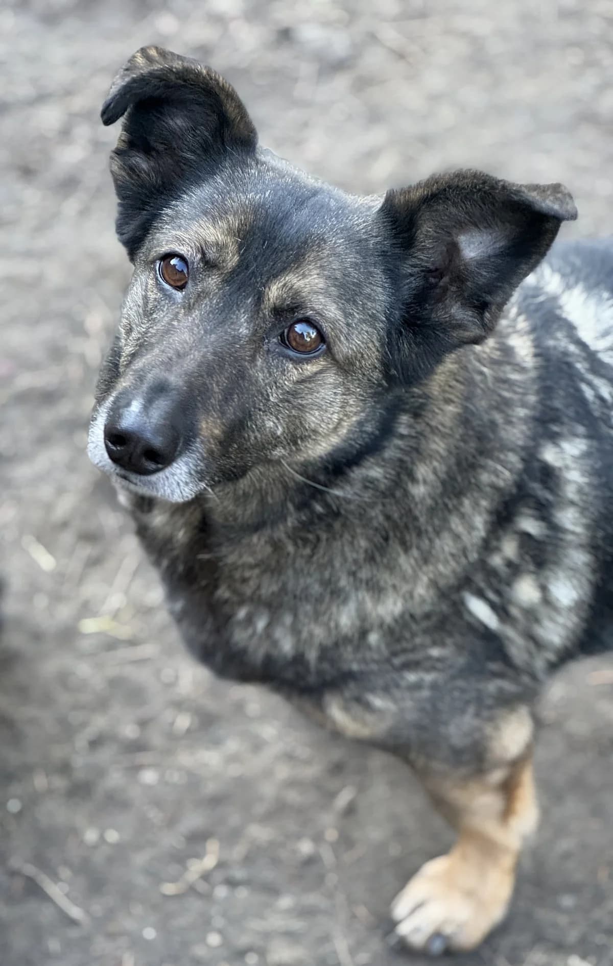 Bianka, female senior German Shepherd for adoption at Fellgesichter in Not e.V., Lotte