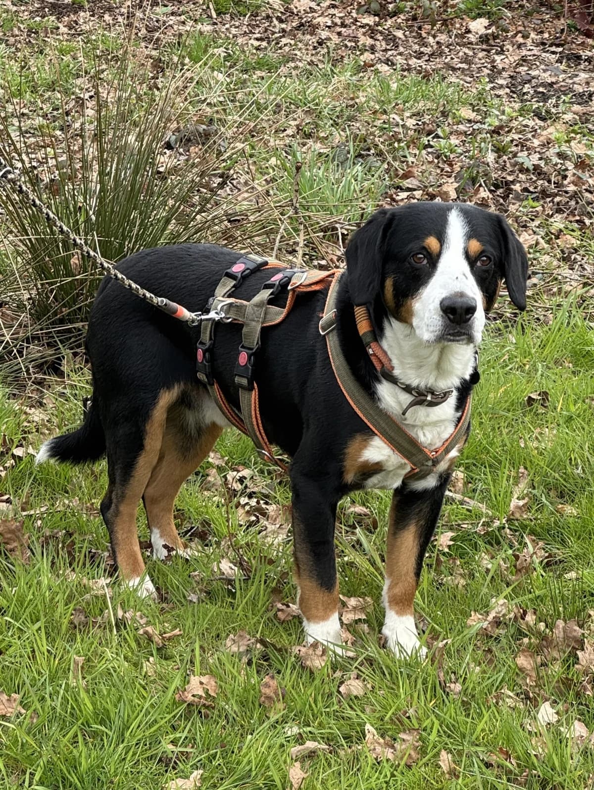 Chronos, male 7yo mixed breed for adoption at Fellgesichter in Not e.V., Lotte