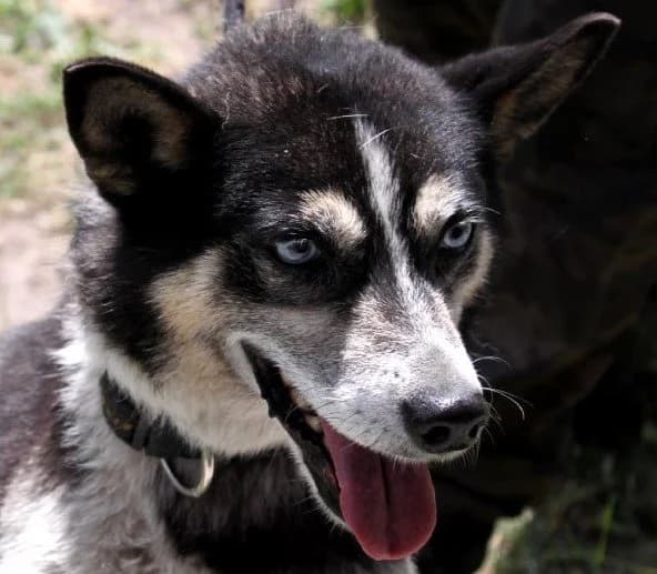 Czarek - noch in Polen, male 6yo Husky for adoption at Fellgesichter in Not e.V., Lotte