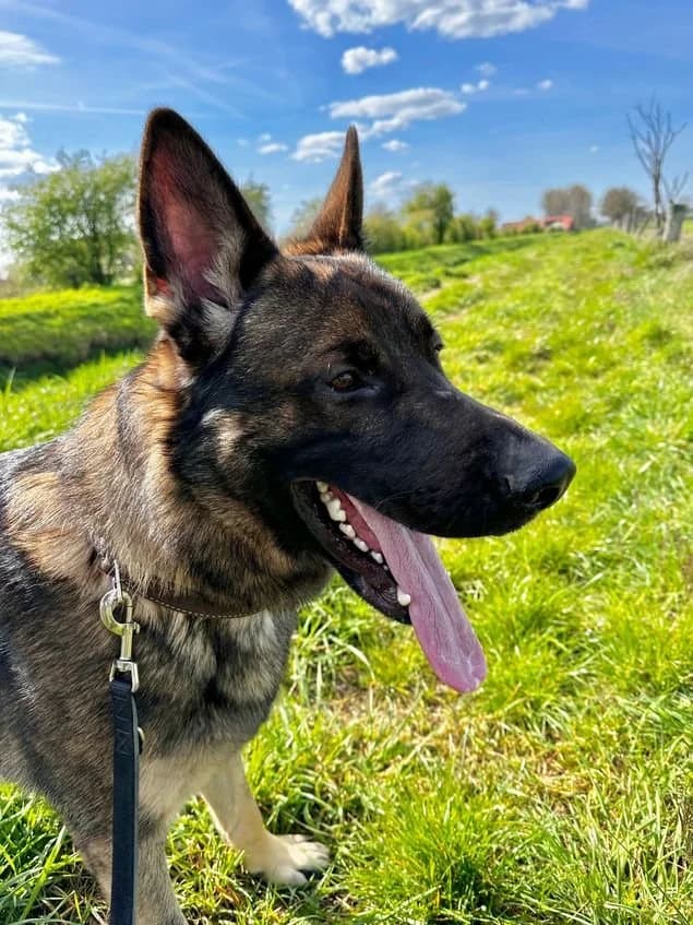 Diesel, male young German Shepherd for adoption at Fellgesichter in Not e.V., Lotte