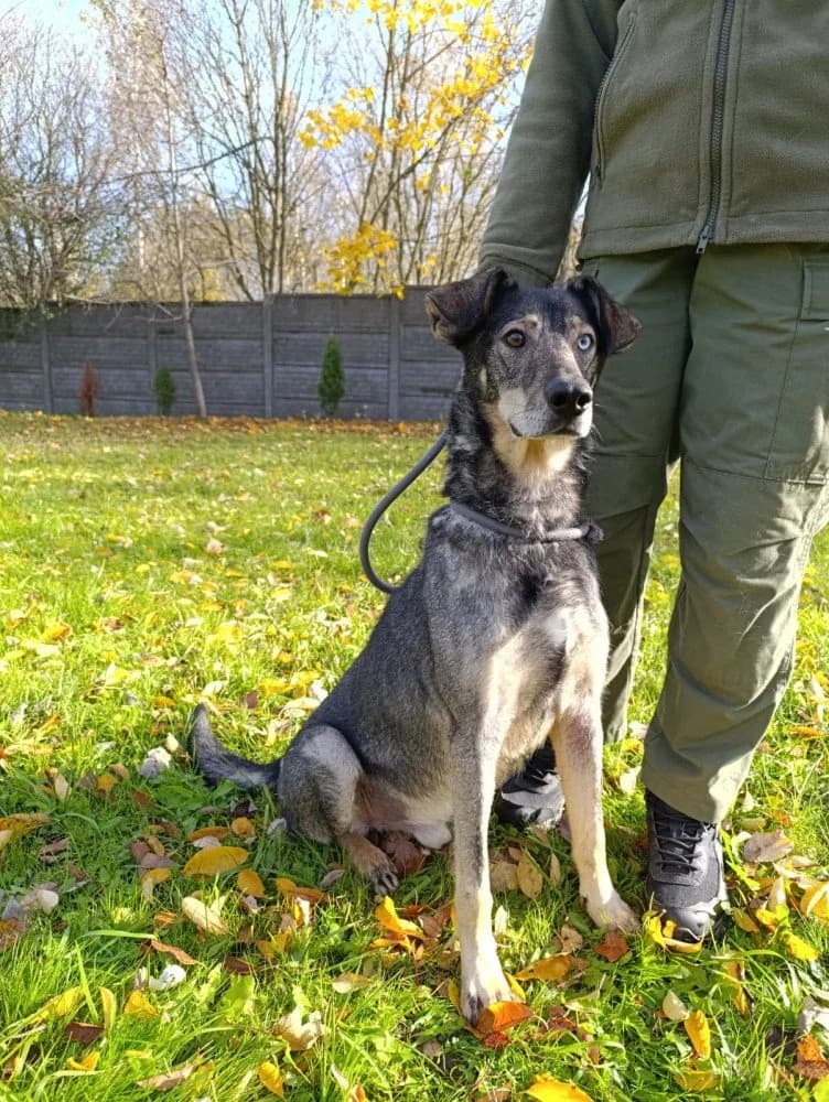 Forest - noch in Polen, male 3yo Mixed Breed for adoption at Fellgesichter in Not e.V., Lotte